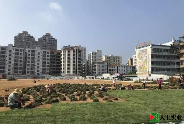 運動場天然草坪施工