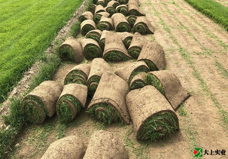 足球場(chǎng)天然草草坪